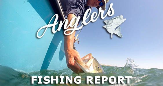 Anglers Chesapeake Bay Fishing Report 9.17