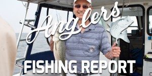 Chesapeake Bay Fishing Report featured image 11.5