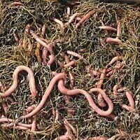 Bloodworms are available at Anglers of Annapolis, Maryland