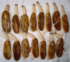 Fresh razor clams at Anglers Sport Center in Annapolis, MD