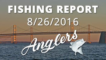Anglers Fishing Report August 26th, 2016