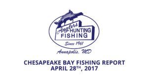 Chesapeake Bay Fishing Report - Anglers Sport Center