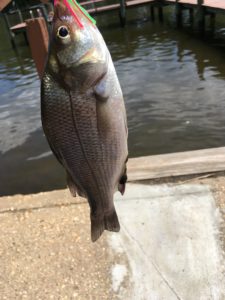 Anglers Sport Center Maryland Fishing Report